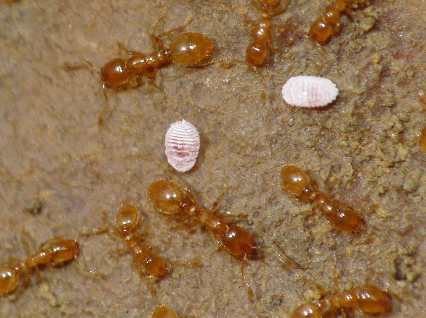 Ospiti delle formiche Solenopsis (Micrococcus Leonardi?)